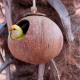 Hanging Coconut Feeder or Planter
