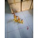 Carved Duck Set Carved Duck Set