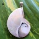 Sea Shell Pendants Sea Shell Pendants
