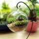 Decorative Glass Ball Planter Decorative Glass Ball Planter