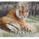 Animal Paintings
