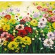 Floral Paintings