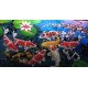 Koi Fish Paintings