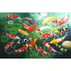 Koi Fish Paintings