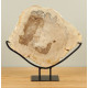 Naturally Petrified Wood - Decorative Plate Naturally Petrified Wood - Decorative Plate