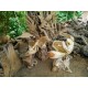 Suar Wood Goblet Chairs