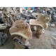 Suar Wood Goblet Chairs