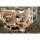 Suar Wood Tiles (large)
