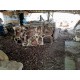 Suar Wood Tiles (large)