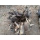 Raw Teak Root Wood Raw Teak Root Wood