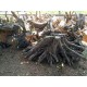 Raw Teak Root Wood Raw Teak Root Wood