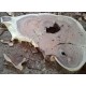 Suar Round Slabs