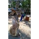 Raw Root Wood Raw Root Wood