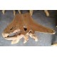 Teak Root Coffee Tables Teak Root Coffee Tables
