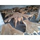 Teak Root Coffee Tables Teak Root Coffee Tables