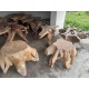 Teak Root Coffee Tables Teak Root Coffee Tables