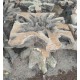 Teak Root Glass Topped Table Teak Root Glass Topped Table