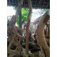 Natural Wood Art (mounted)