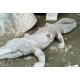 Komodo Dragon Carving Komodo Dragon Carving